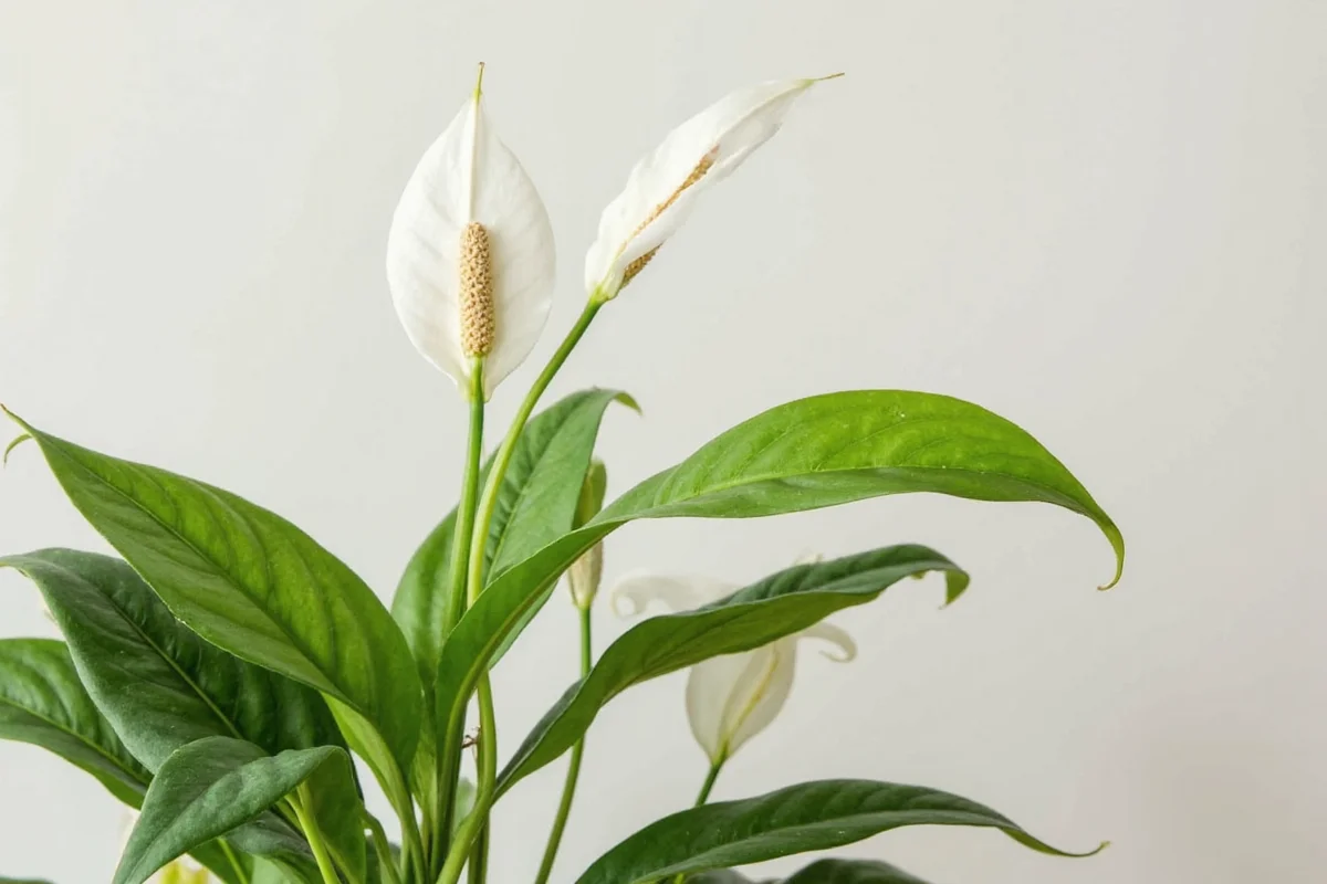 Peace Lily Plants: 5 Care Tips & Benefits | TheHomeSprouts
