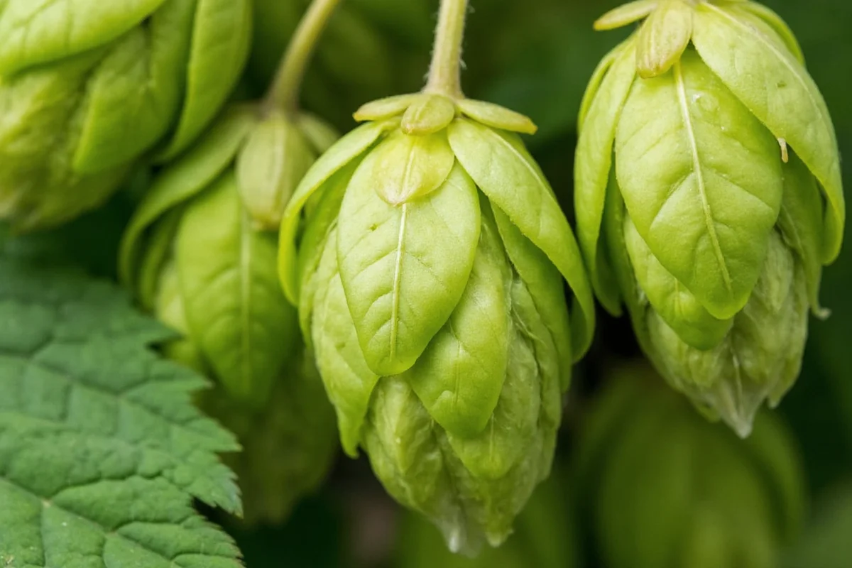 Grow Hops at Home: 5 Essential Tips | TheHomeSprouts