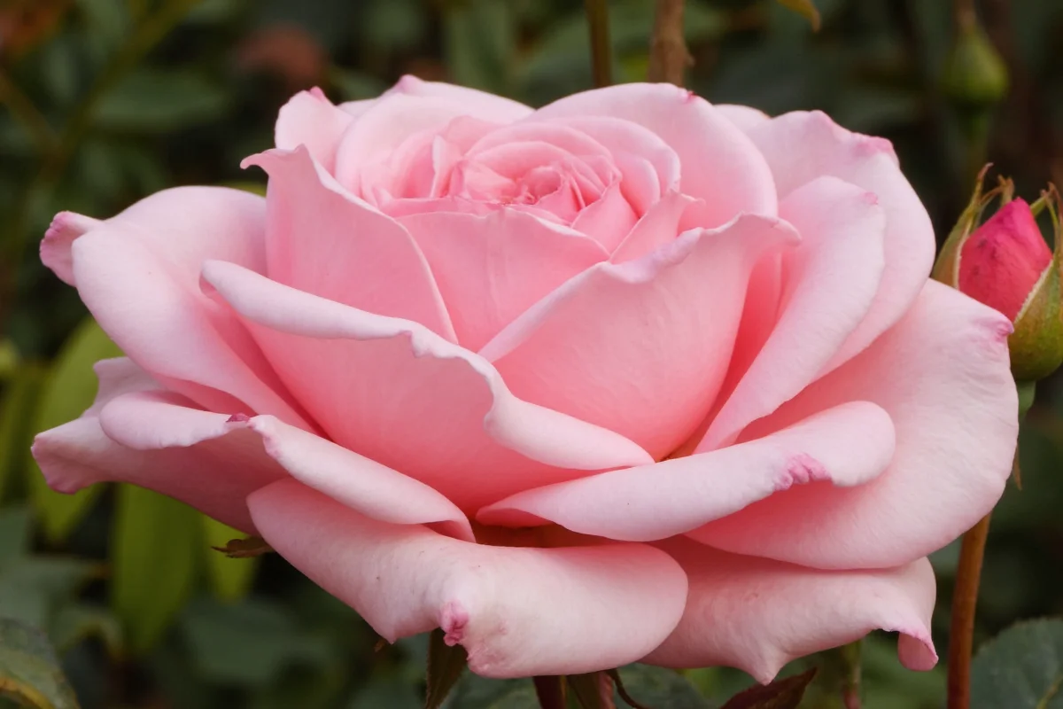 January 26 Rose: Care & Meaning | TheHomeSprouts