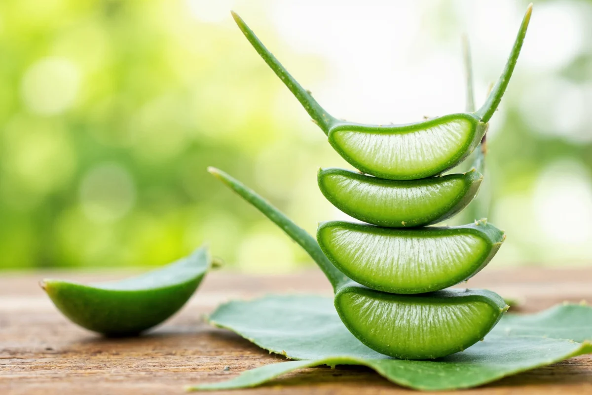 5 Ways to Keep Aloe Vera Thriving | TheHomeSprouts