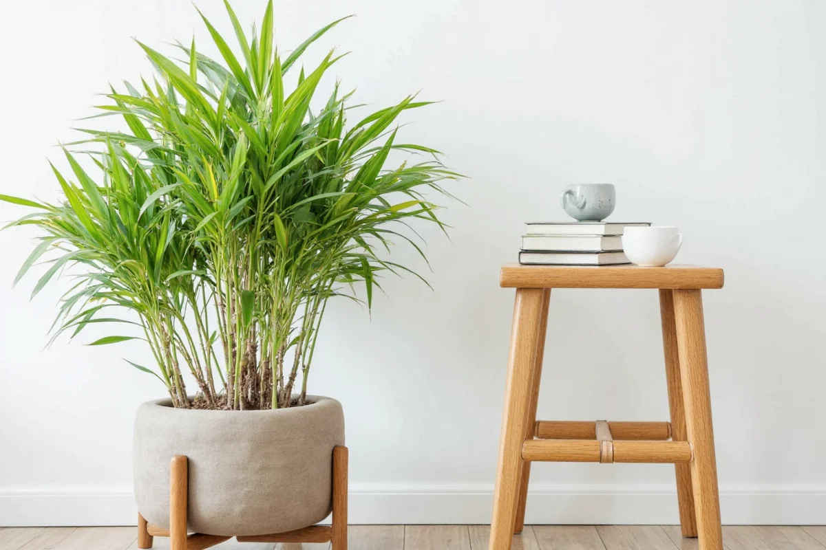 5 Best Bamboo Plant Spots | TheHomeSprouts