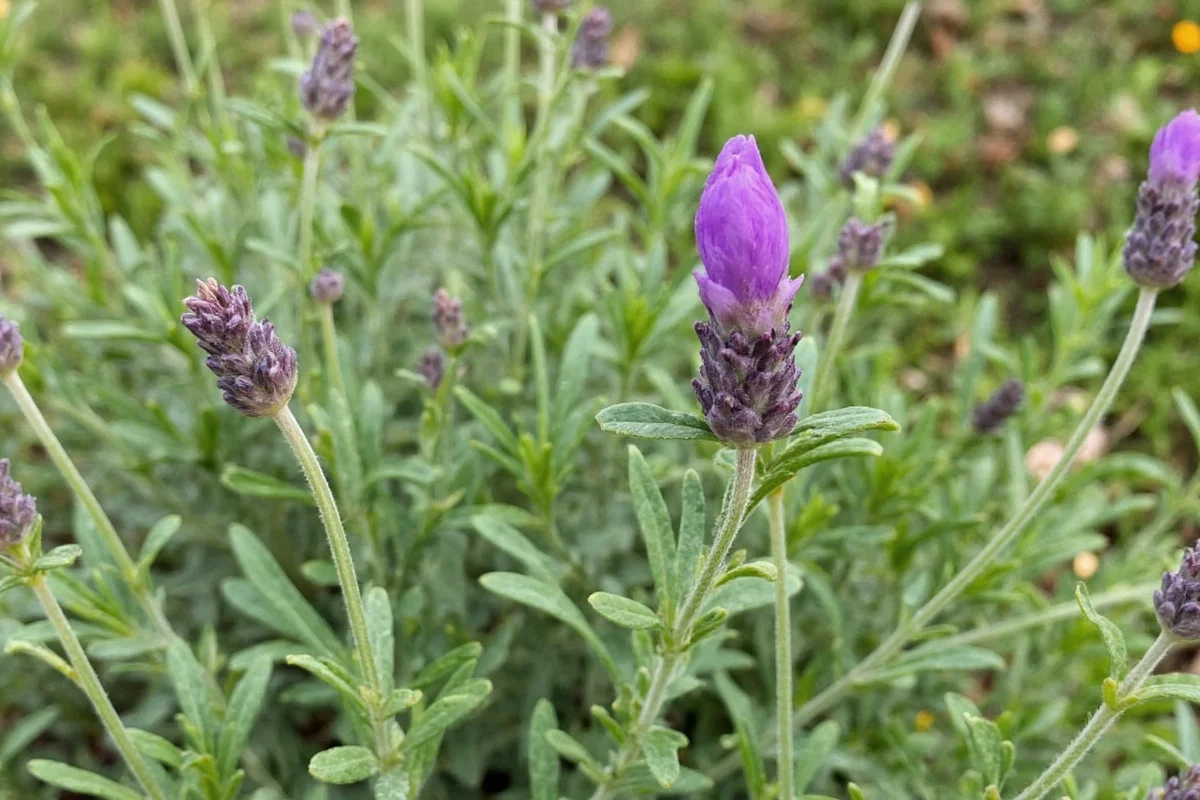 5 Lavender Pruning Tips for Blooms | TheHomeSprouts