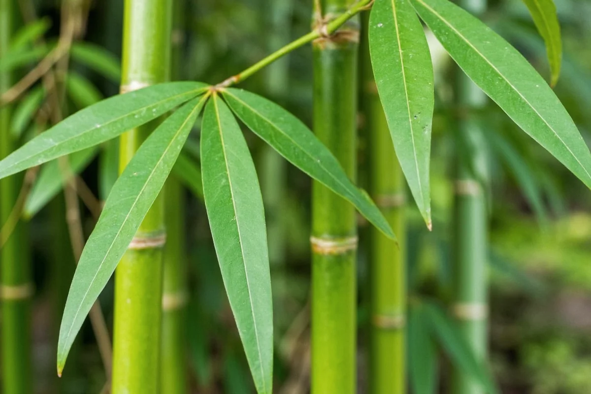 7 Bamboo Plant Types Explained | TheHomeSprouts