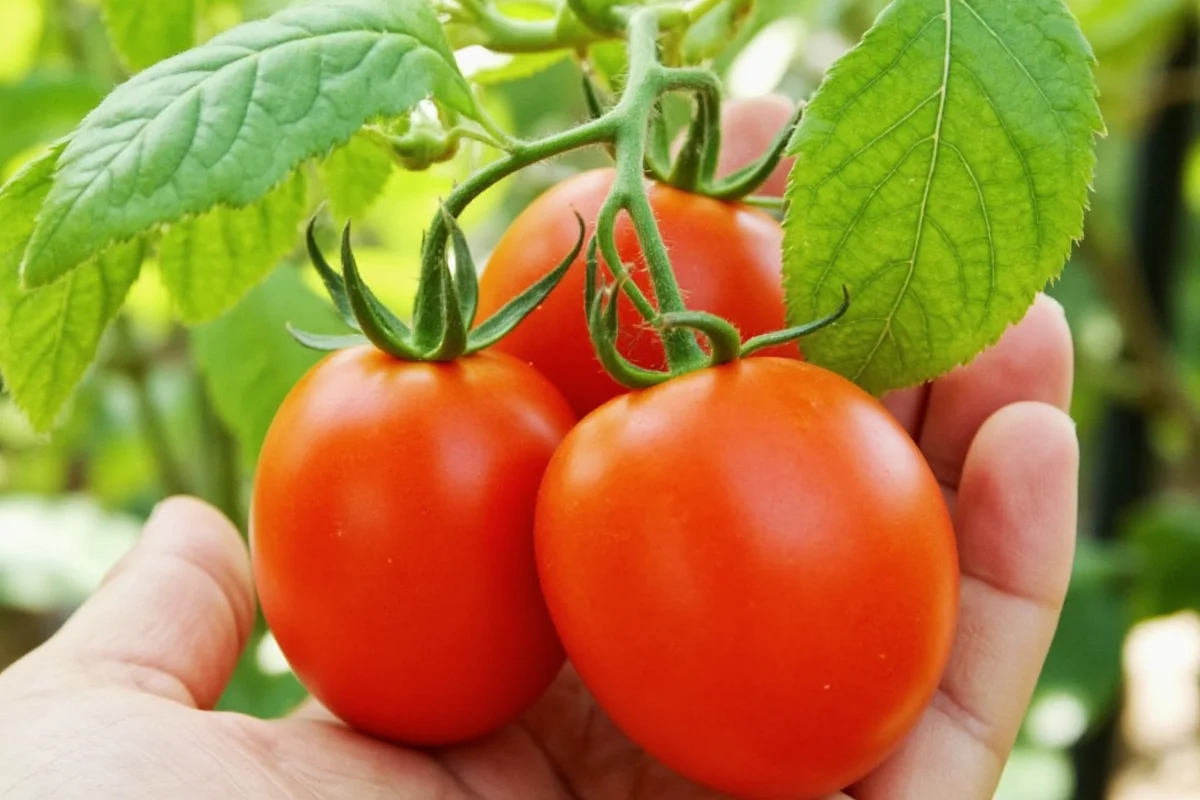 Grow Tomatoes in 60-90 Days | TheHomeSprouts