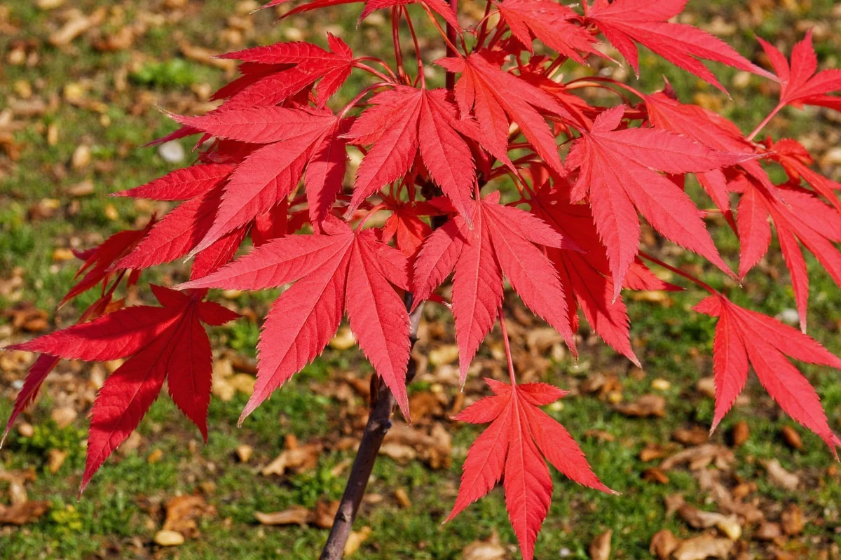 November 23 Maple: Care & Meaning | TheHomeSprouts