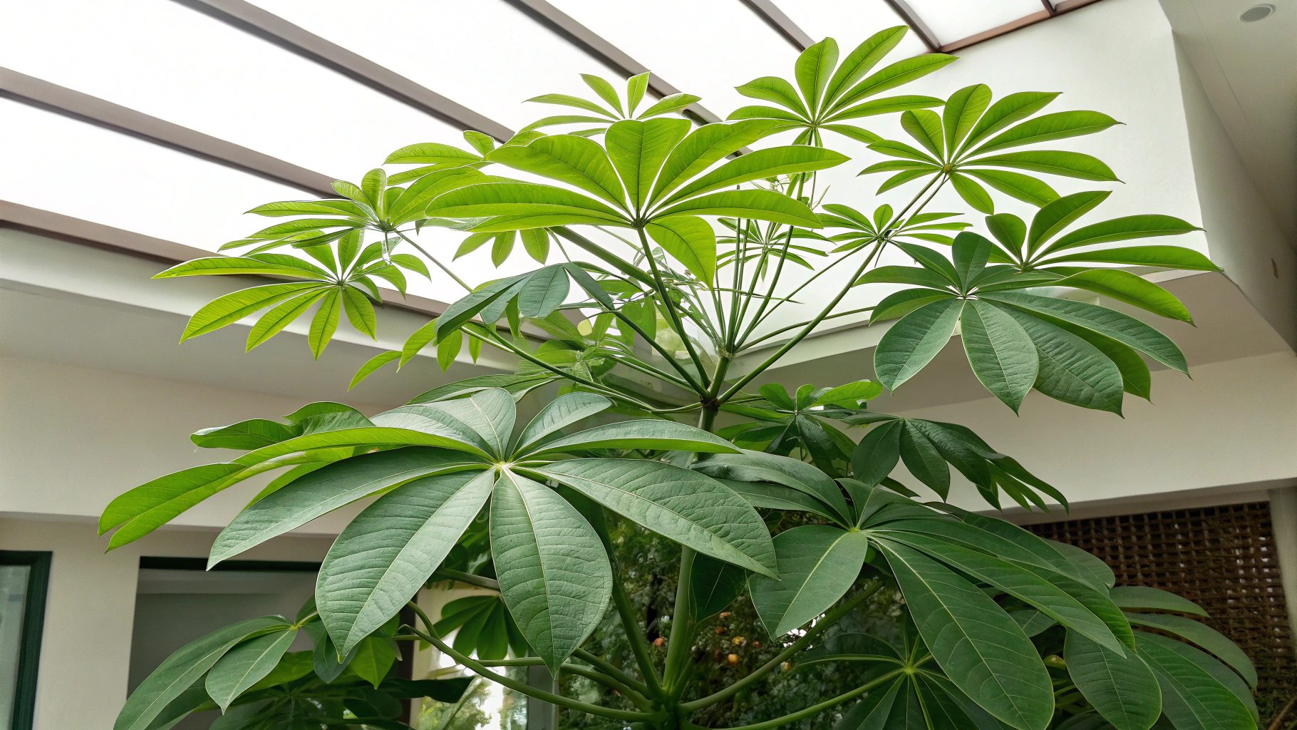 Umbrella Plant Care Guide: Tips for Thriving Growth