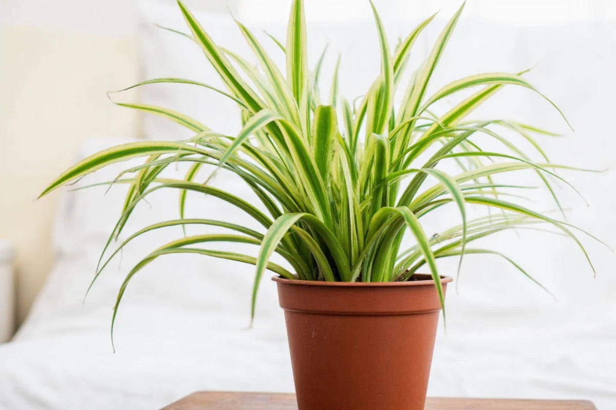 Spider Plant Watering Guide: 5 Expert Tips | TheHomeSprouts
