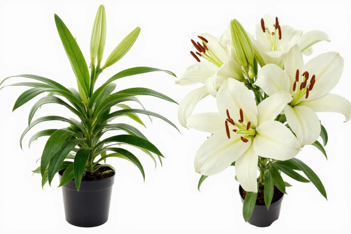 7 Lily Care Tips for Perfect Blooms | TheHomeSprouts
