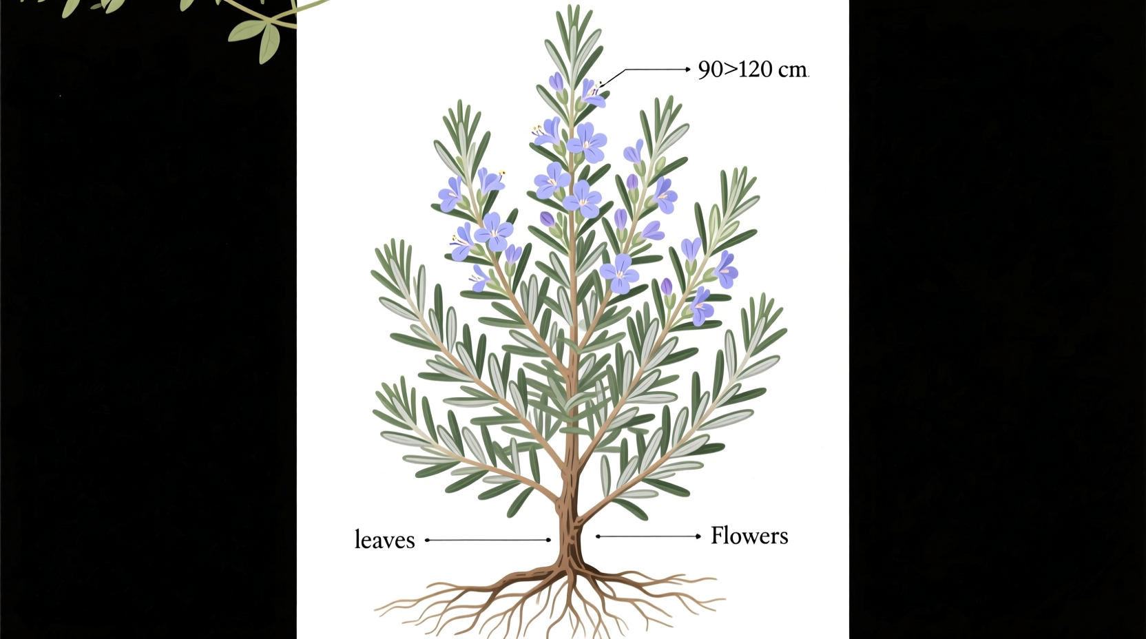 How Big Does a Rosemary Plant Grow?
