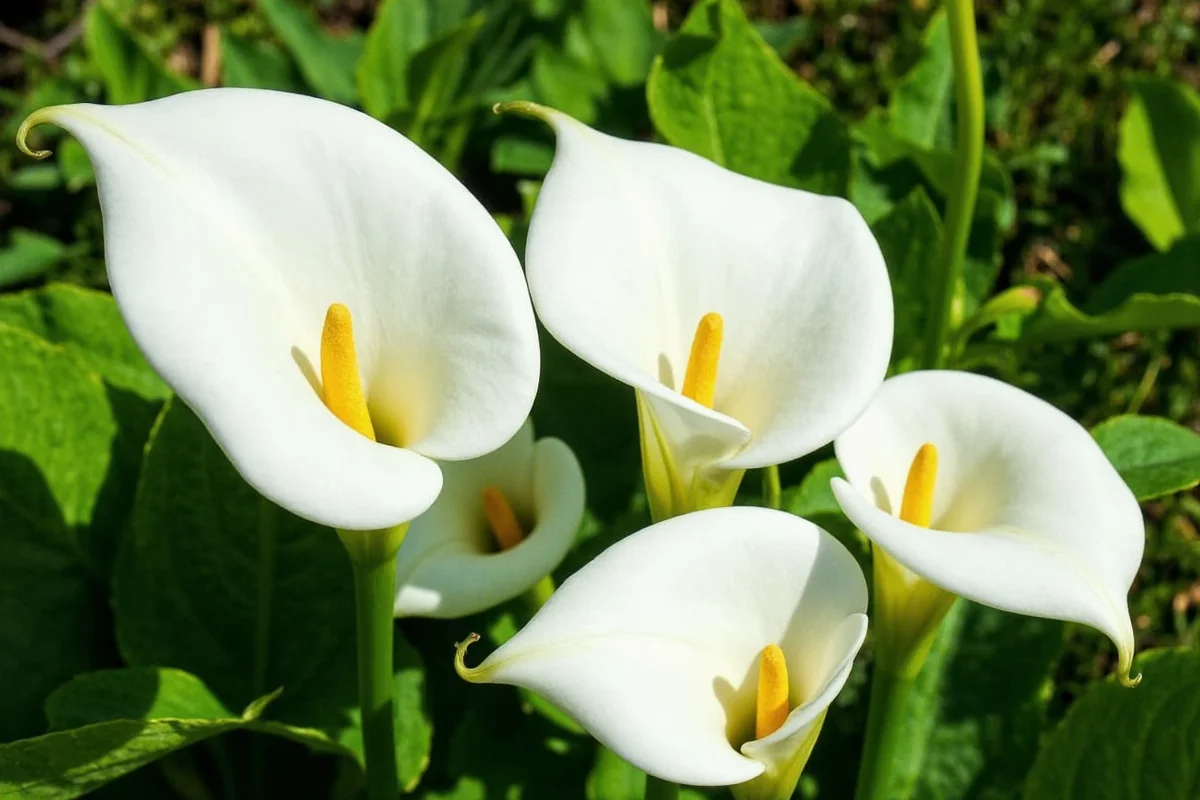 Grow Calla Lilies Outdoors: 5 Expert Tips | TheHomeSprouts