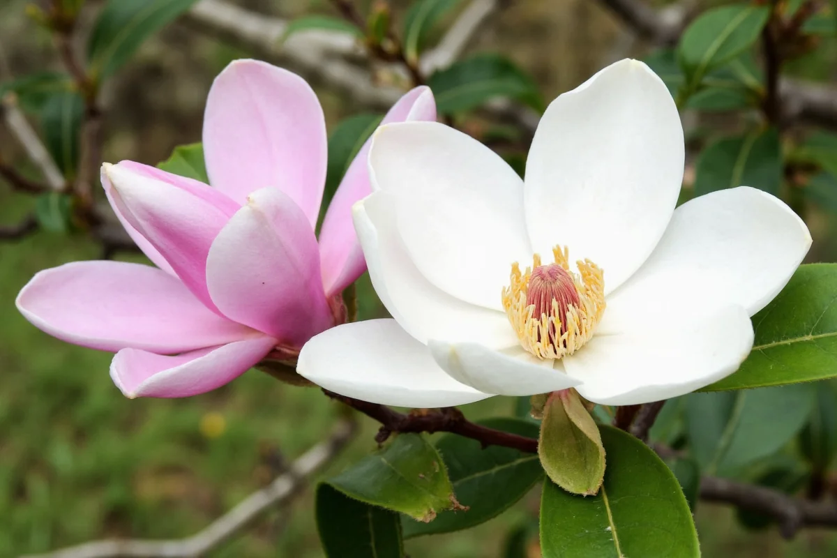 February 21 Magnolia: 5 Planting Tips | TheHomeSprouts