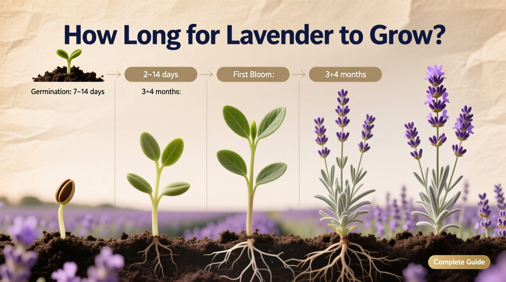 How Long for Lavender to Grow: Complete Guide