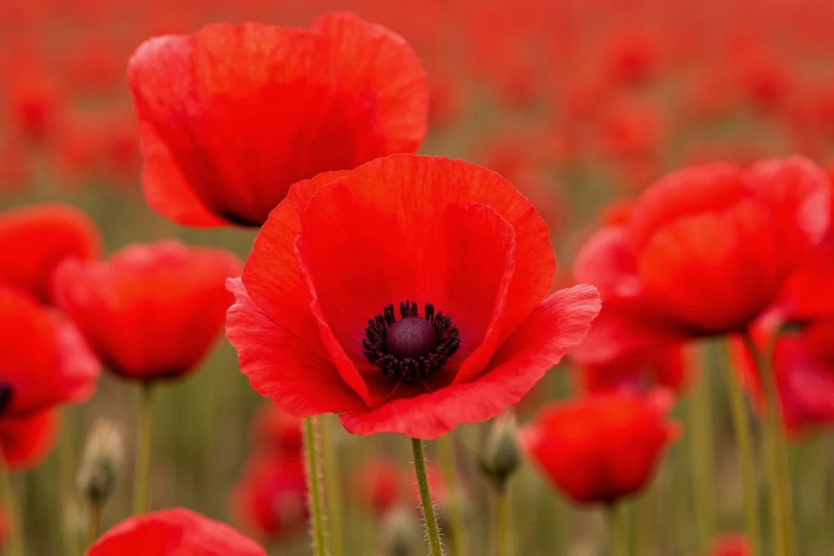 August 2 Birth Flower: Poppy Meaning | TheHomeSprouts