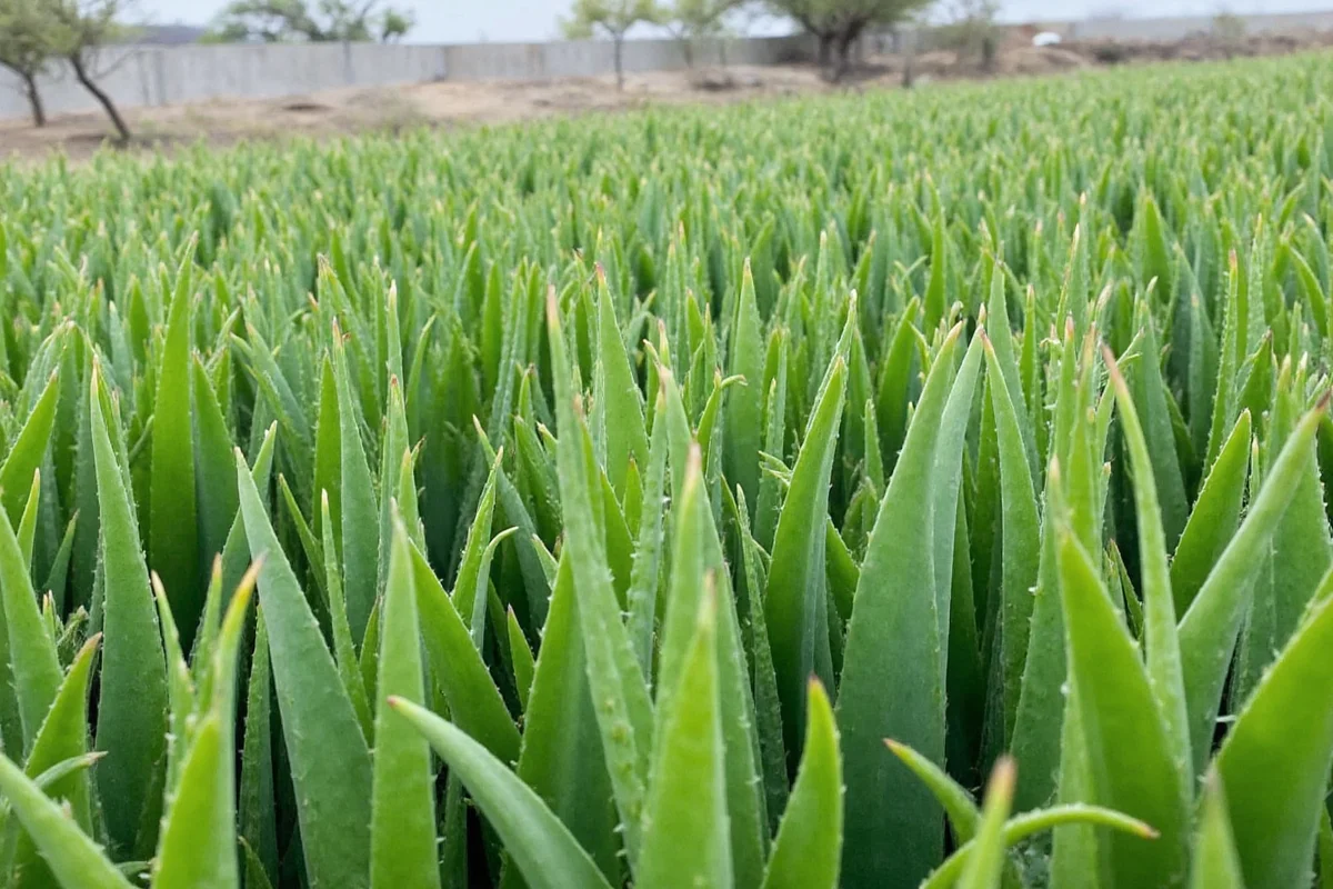 7 Best Aloe Vera Growing Regions | TheHomeSprouts
