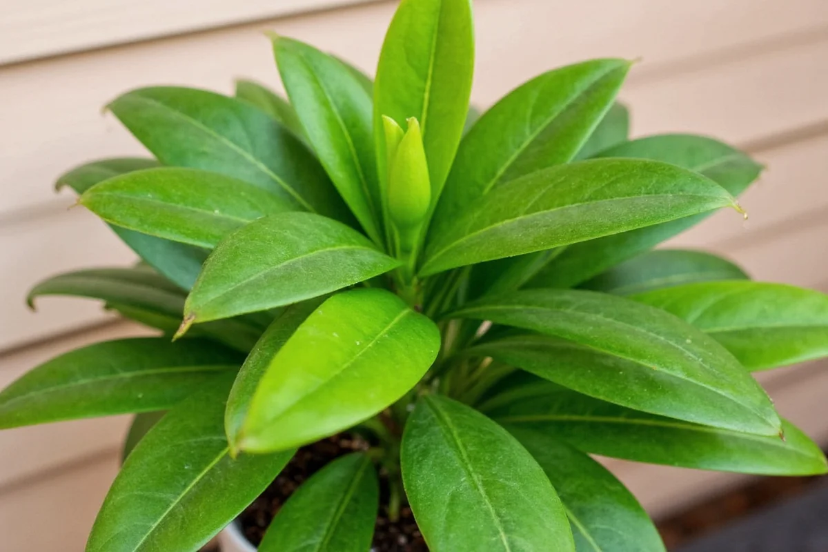 Water Chinese Money Plant: 7-Day Guide | TheHomeSprouts