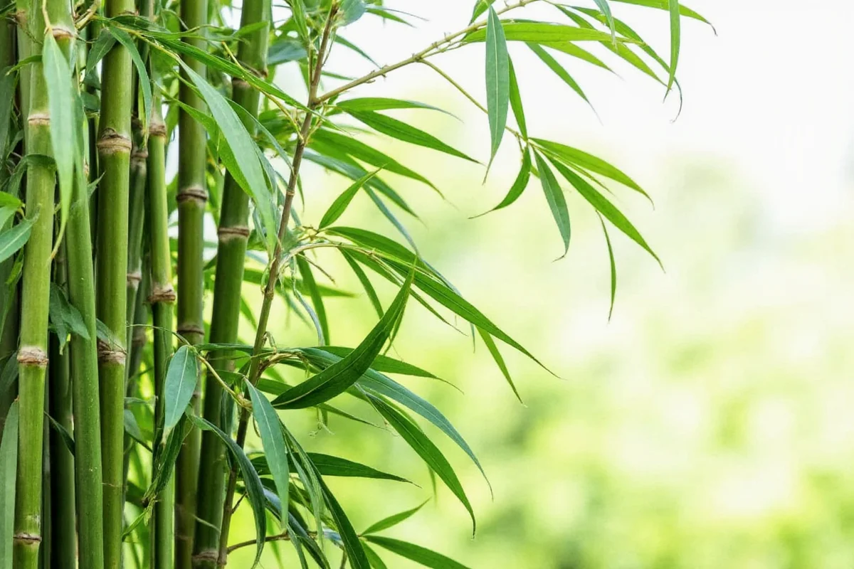 7 Bamboo Plant Meanings Explained | TheHomeSprouts
