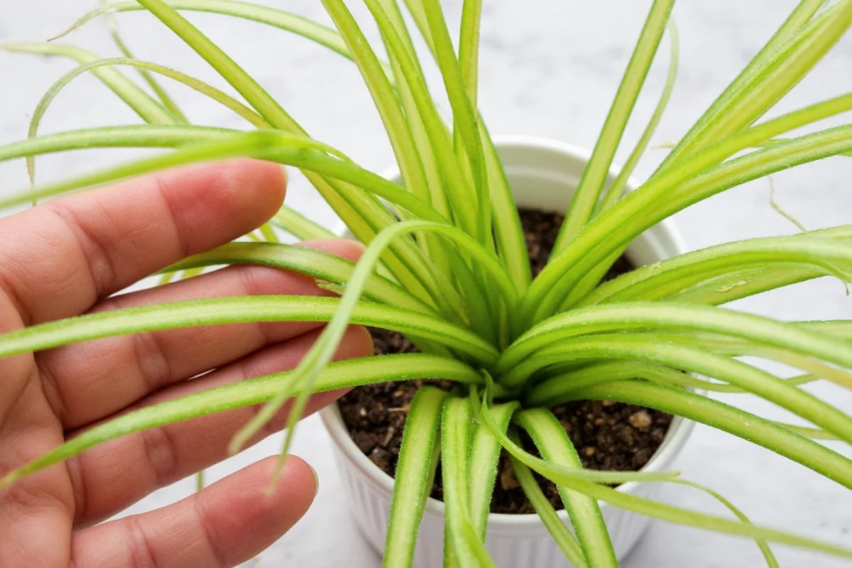 Propagate Spider Plants in 3 Steps | TheHomeSprouts
