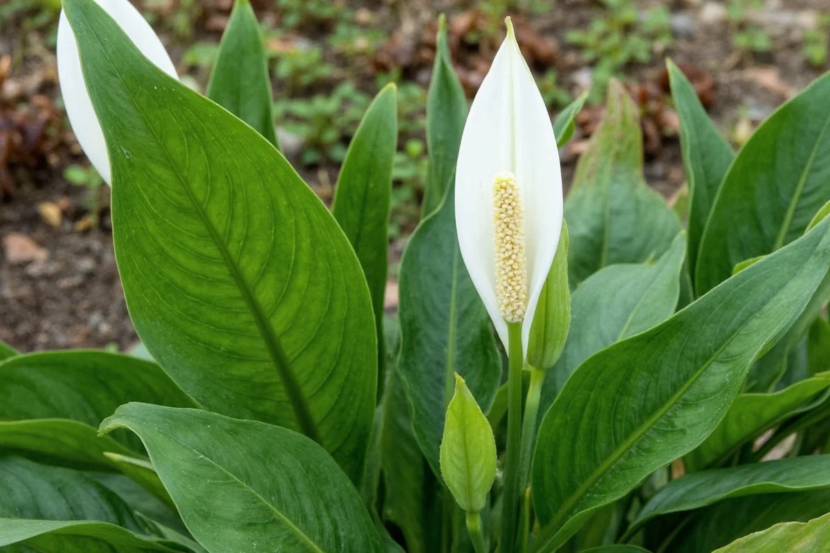Outdoor Peace Lilies: 3 Climate Zones | TheHomeSprouts