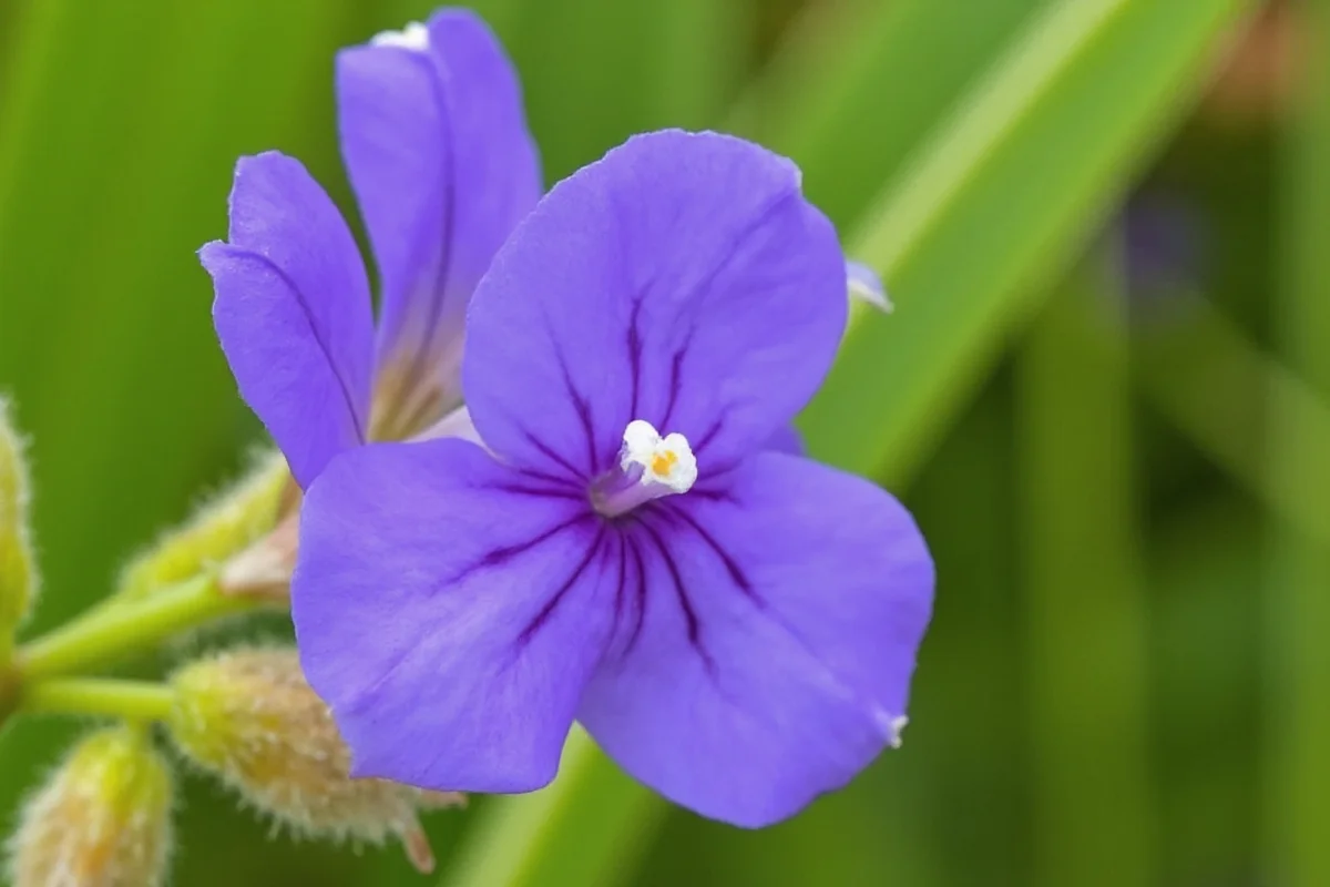 July 1 Birth Flower: Larkspur Meaning | TheHomeSprouts