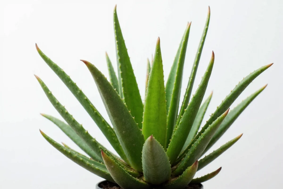 Save Your Aloe Vera in 5 Steps | TheHomeSprouts