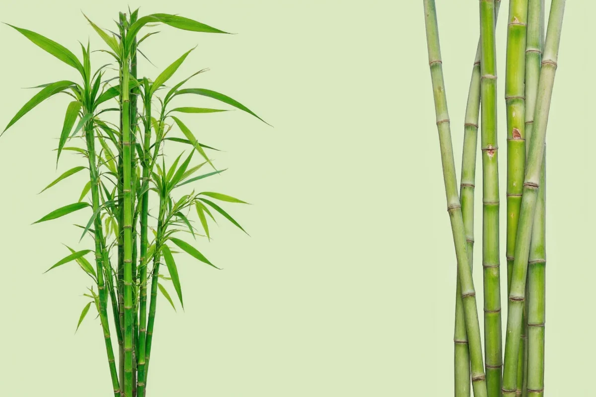 7 Bamboo Plant Types Explained | TheHomeSprouts