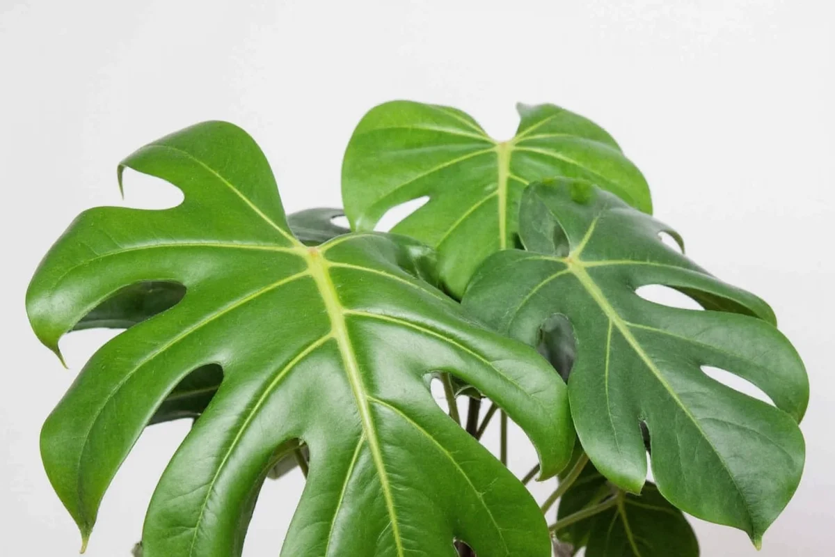 Monstera Plant Care: 7 Tips for Success | TheHomeSprouts
