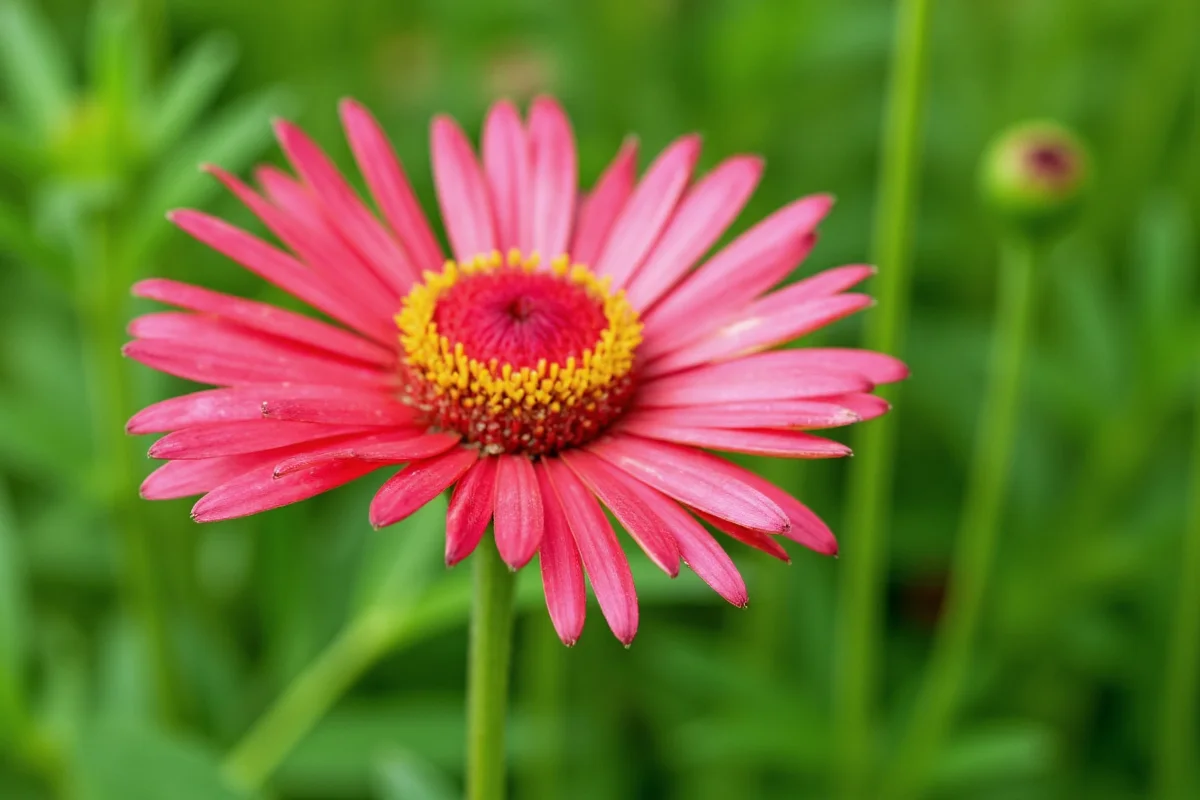 November 6 Birth Flower: Hazel Meaning | TheHomeSprouts