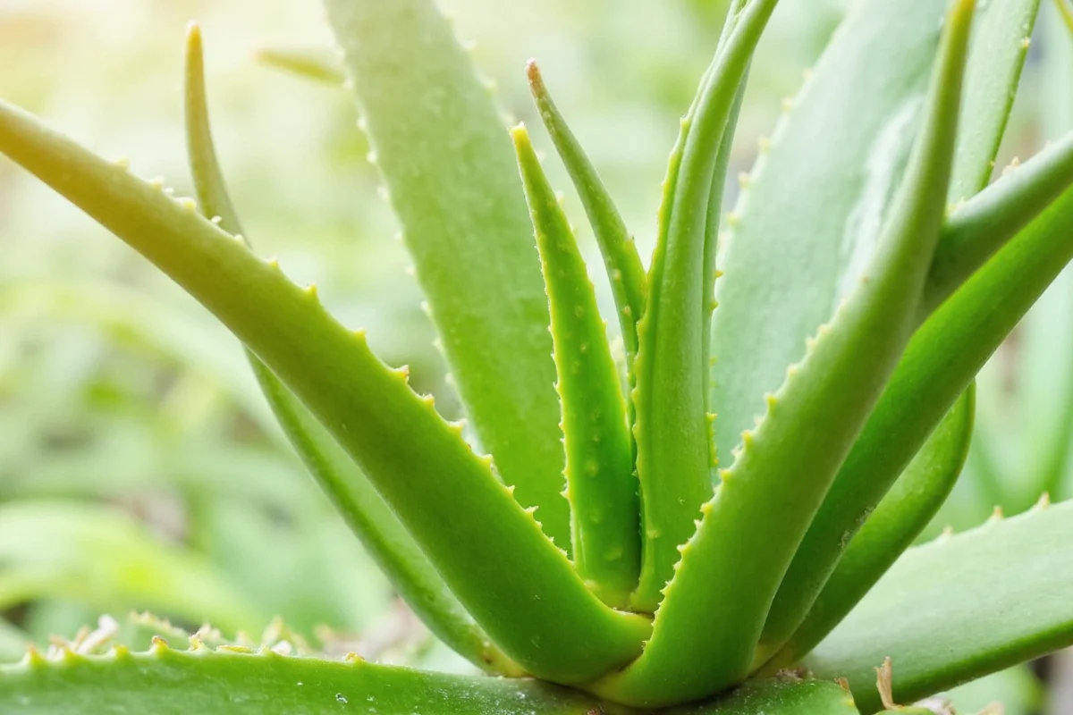 Aloe Vera Watering Guide: 5 Expert Tips | TheHomeSprouts
