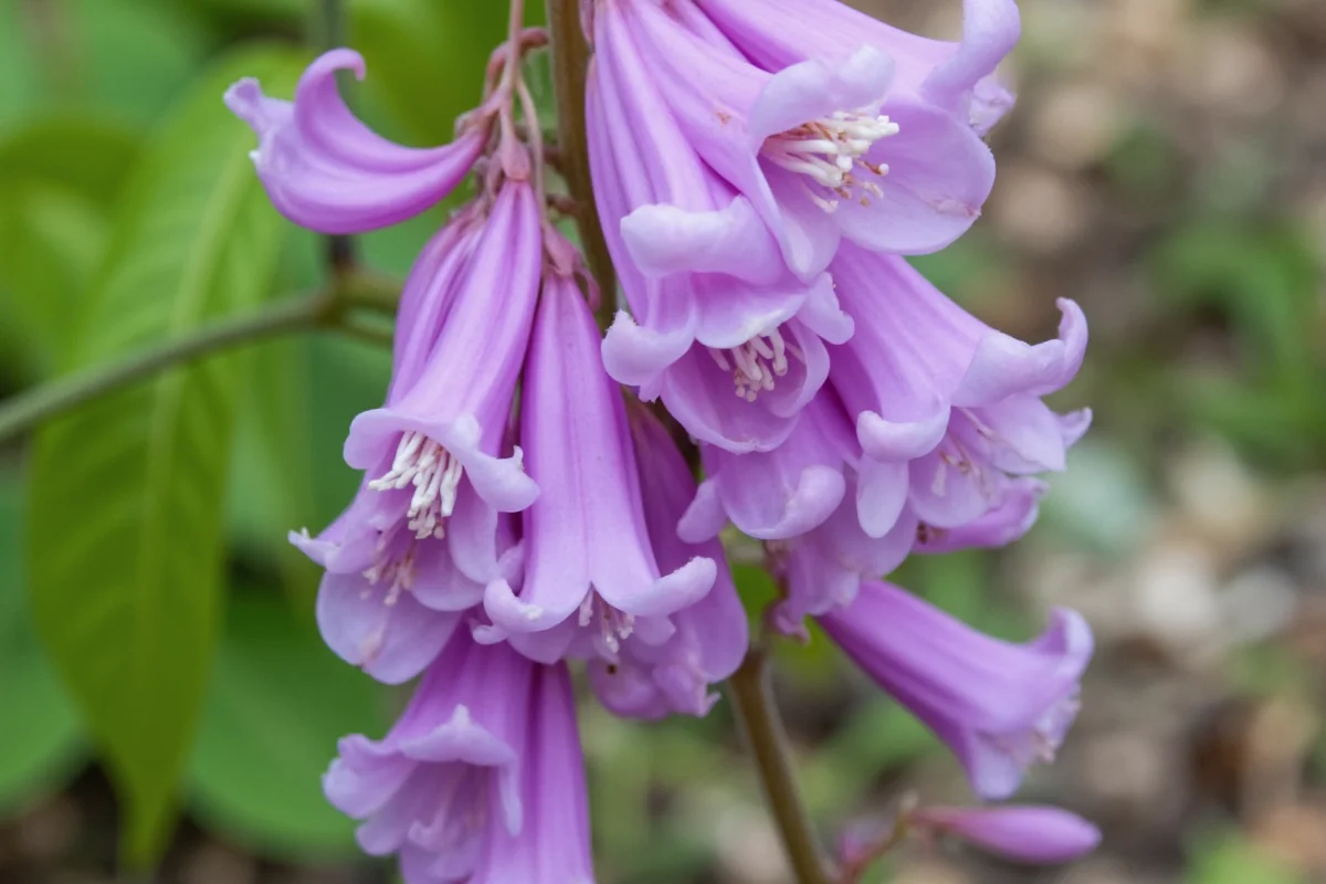 April 9 Birth Flower: Wisteria Meaning | TheHomeSprouts
