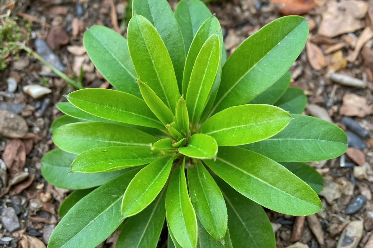 Prayer Plant Care: 5 Secrets Revealed | TheHomeSprouts