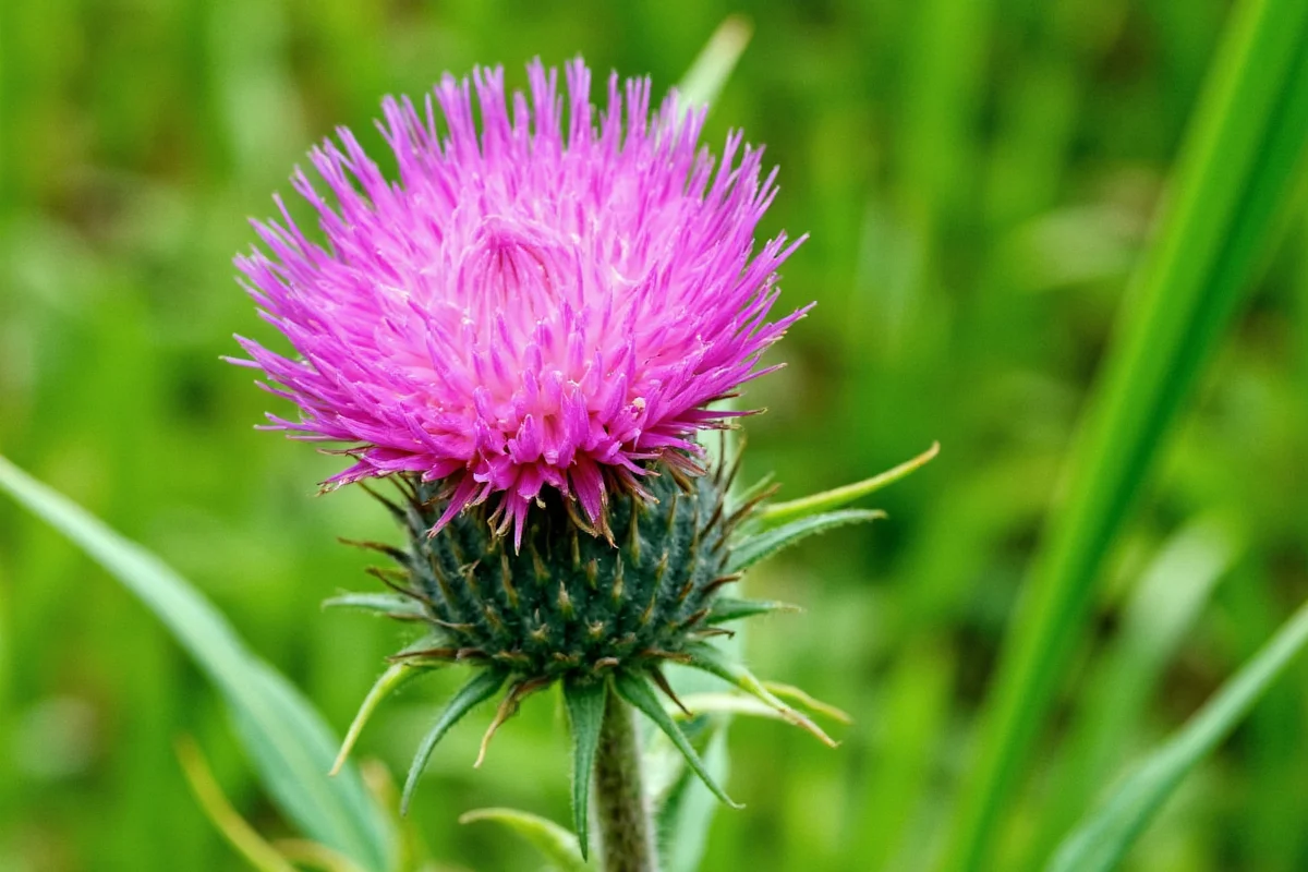 November 3 Birth Flower: Thistle Guide | TheHomeSprouts