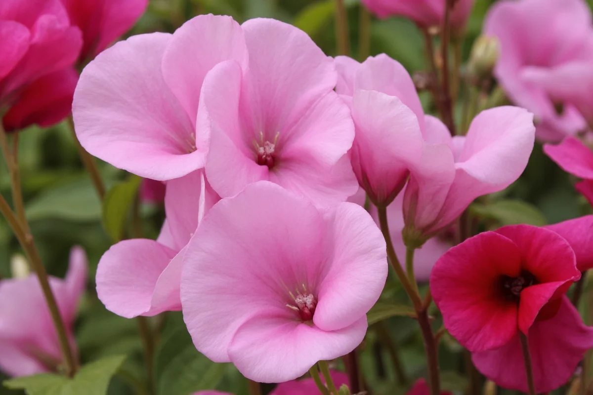 Sweet Pea Flower Guide: History & Care | TheHomeSprouts