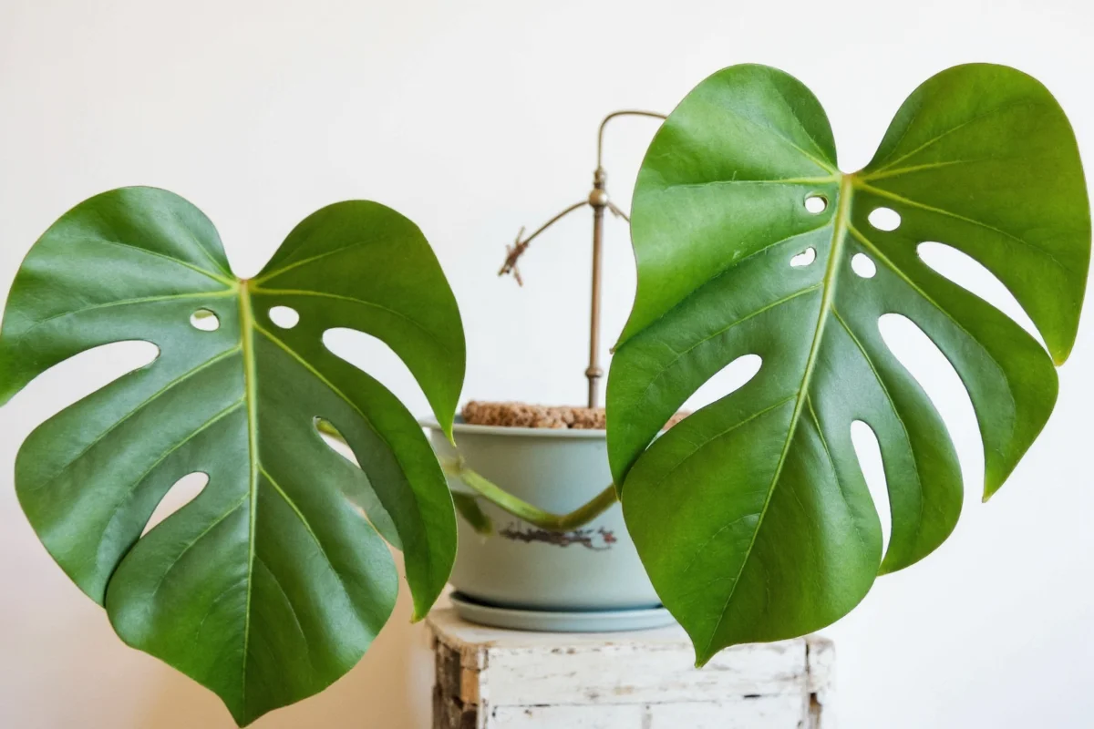 Monstera Plant Care: 5 Tips for Success | TheHomeSprouts