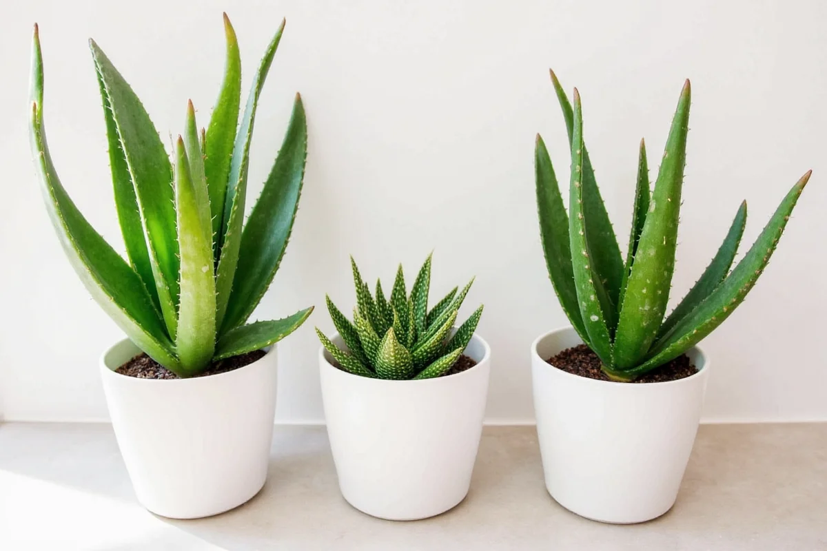 Aloe Vera Size Guide: How Big Do They Grow? | TheHomeSprouts