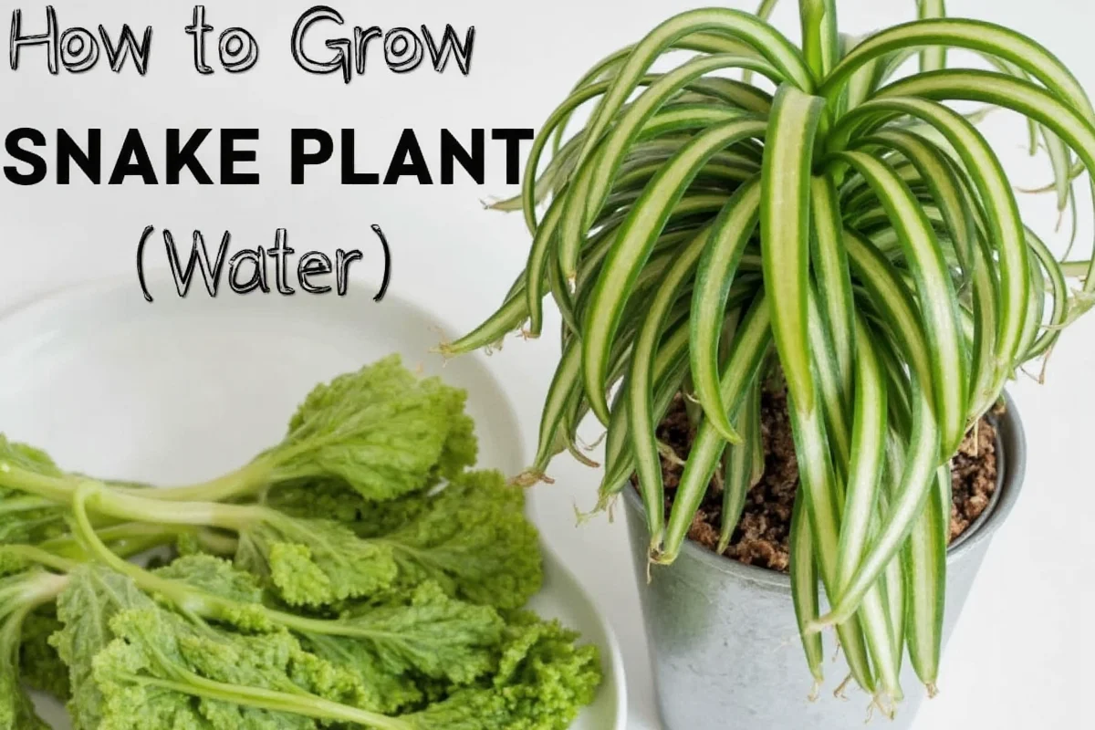 Grow Snake Plants in Water: 5 Steps | TheHomeSprouts