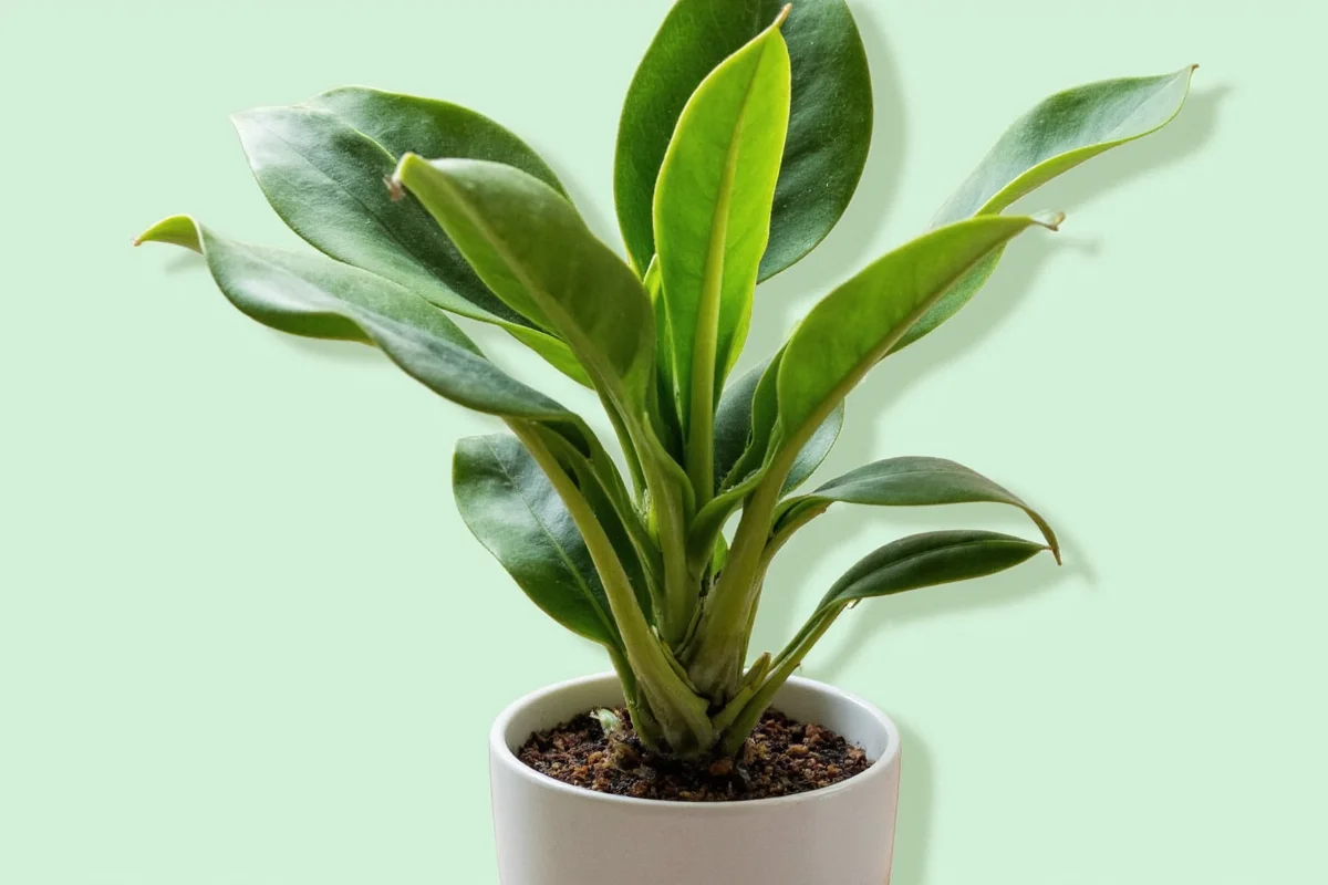 Snake Plant Watering: 5 Signs It Needs Water | TheHomeSprouts