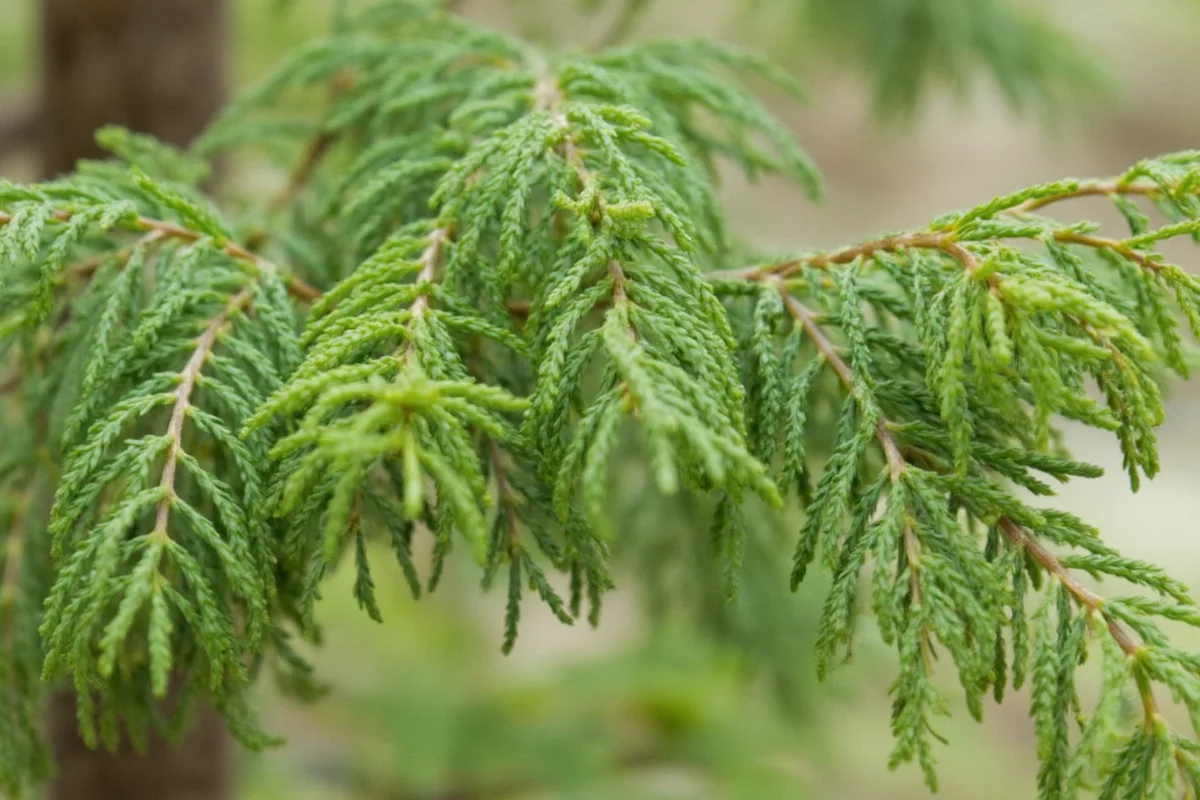 January 29 Cedar: Meaning & Care Guide | TheHomeSprouts