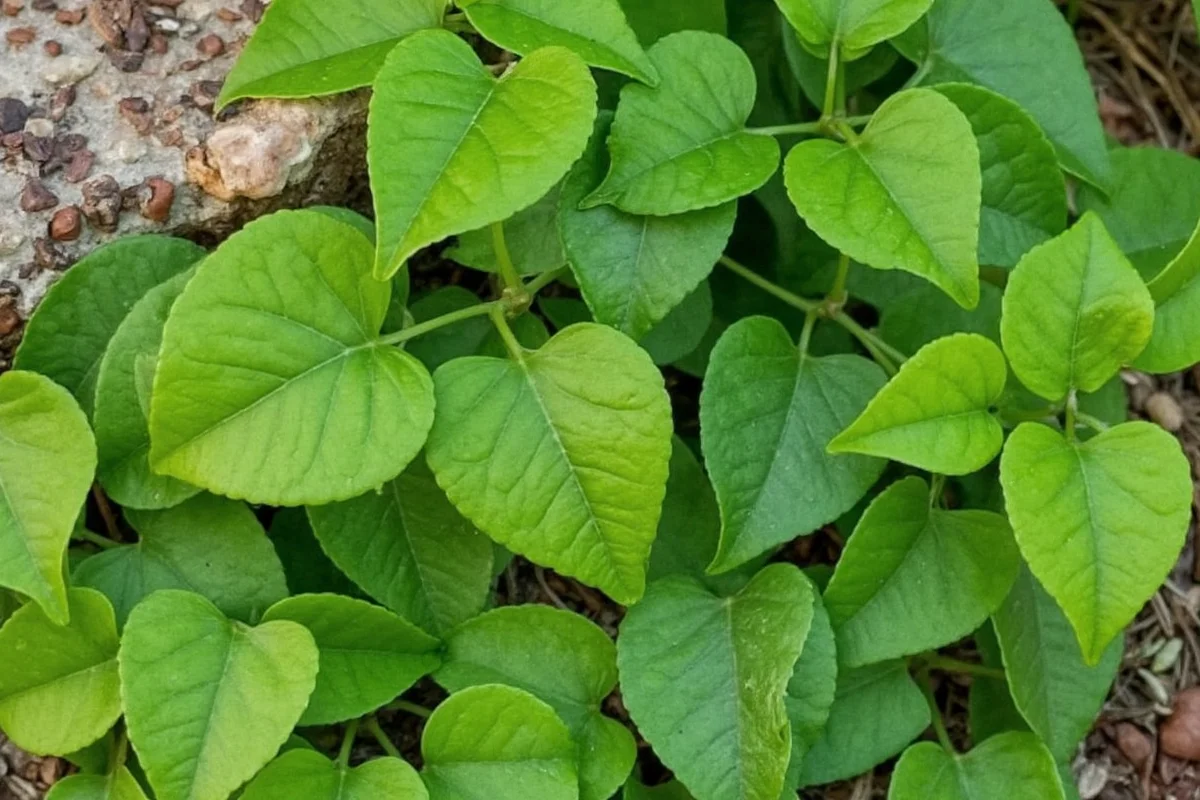 January 4 Birth Flower: Ivy Care Guide | TheHomeSprouts