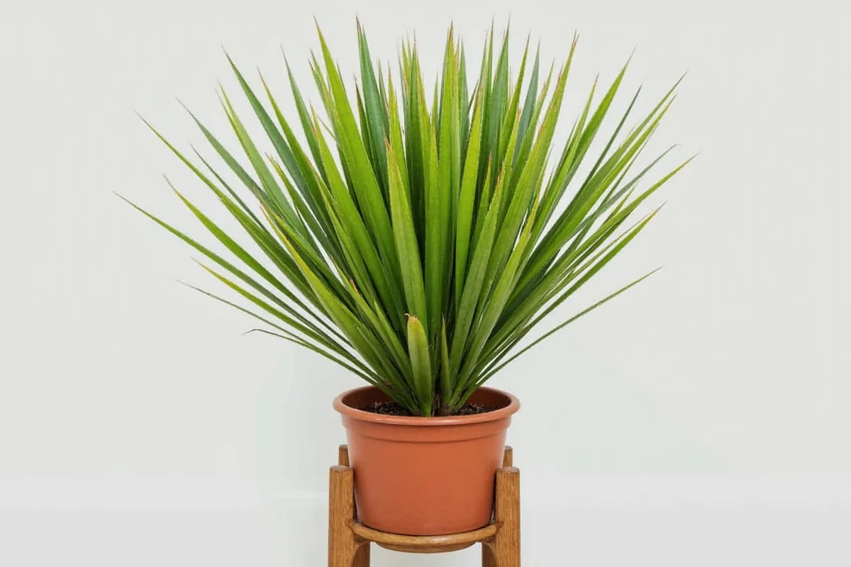 5 Yucca Plant Care Tips | TheHomeSprouts