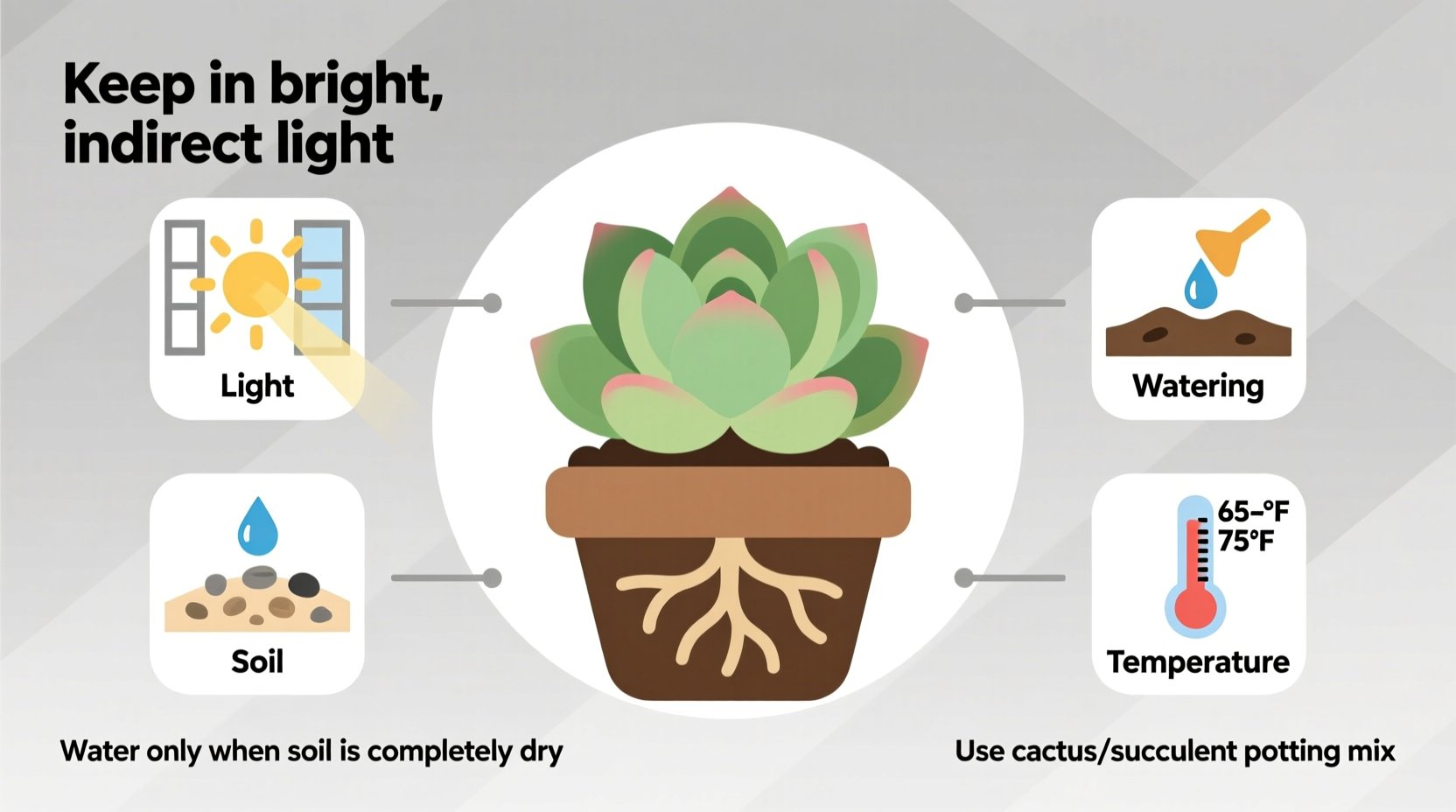 How to Maintain a Succulent: Expert Care Guide