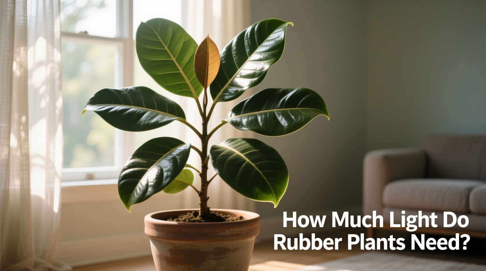 How Much Light Do Rubber Plants Need?