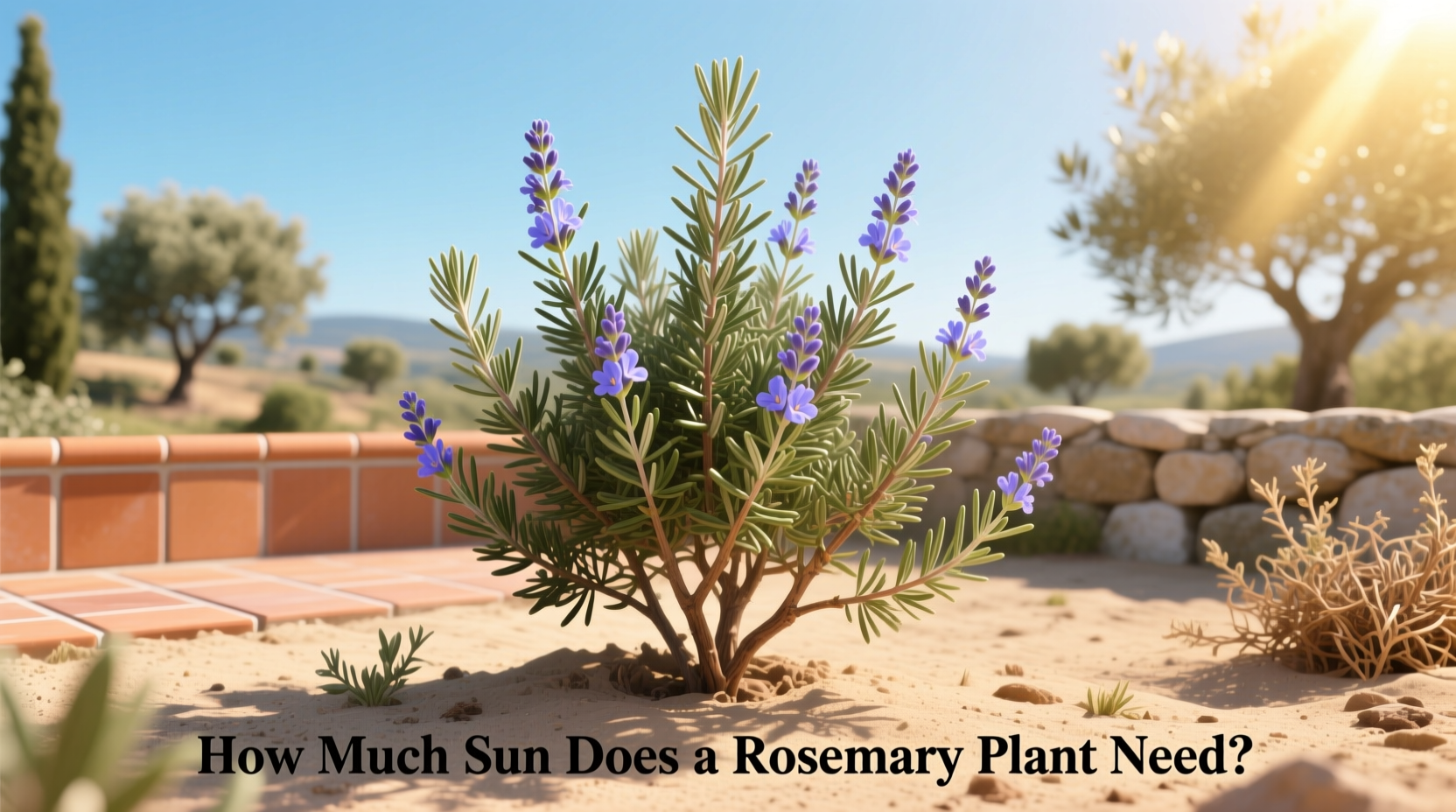 How Much Sun Does a Rosemary Plant Need?