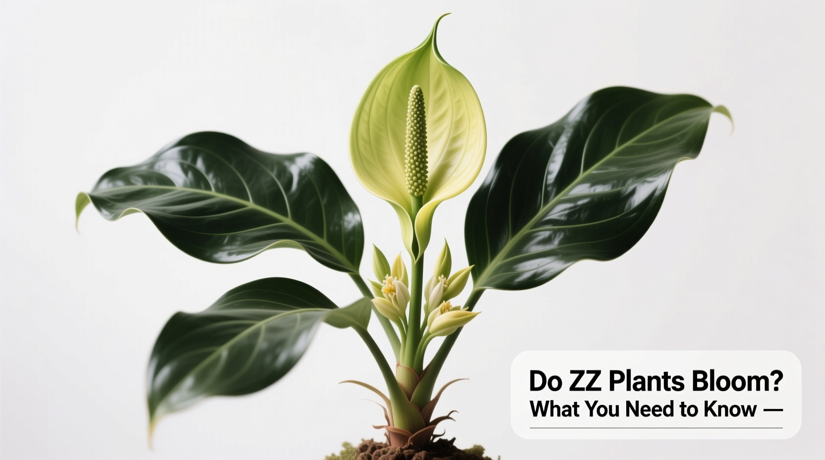 Do ZZ Plants Bloom? What You Need to Know
