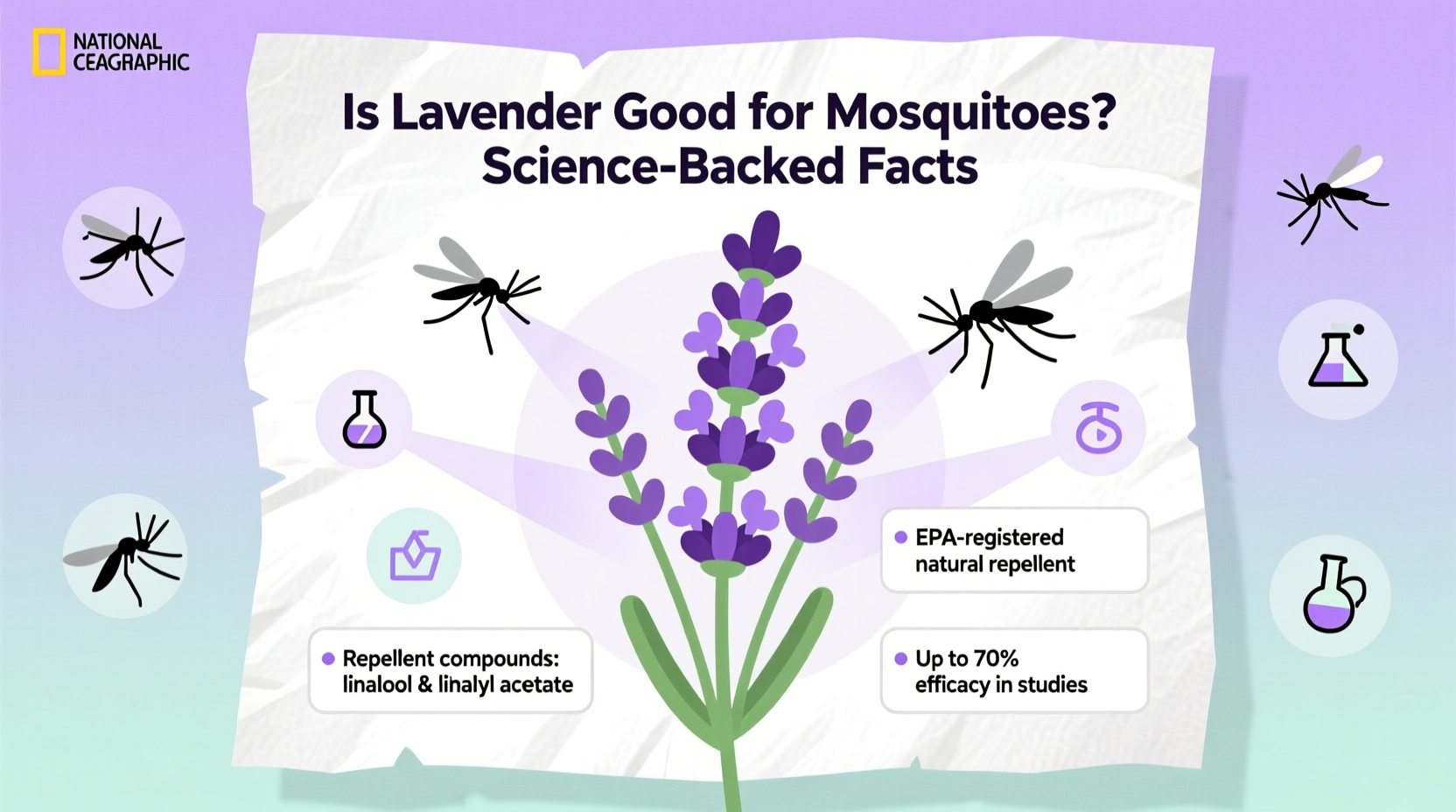 Is Lavender Good for Mosquitoes? Science-Backed Facts