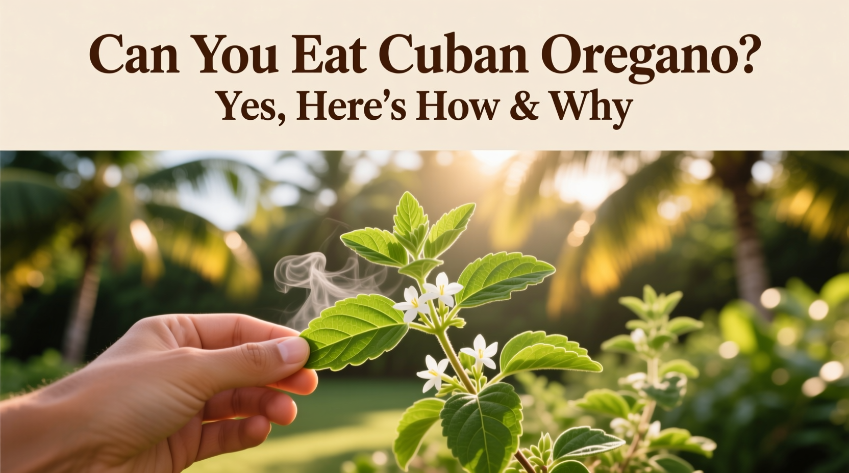 Can You Eat Cuban Oregano? Yes, Here's How & Why